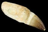 Fossil Rooted Mosasaur (Prognathodon) Tooth - Morocco #163926-1